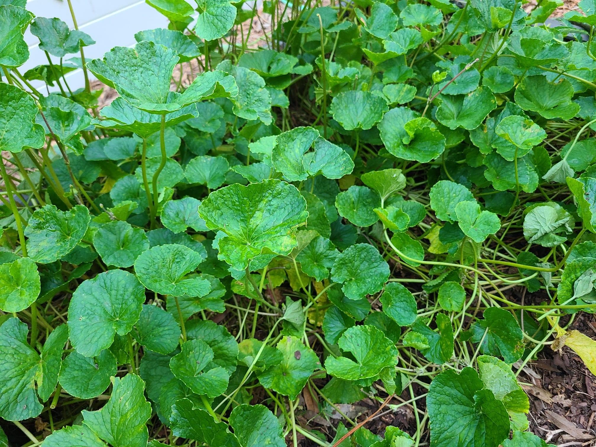 Benefits of Centella Asiatica in Face Cream for Healthy, Glowing Skin